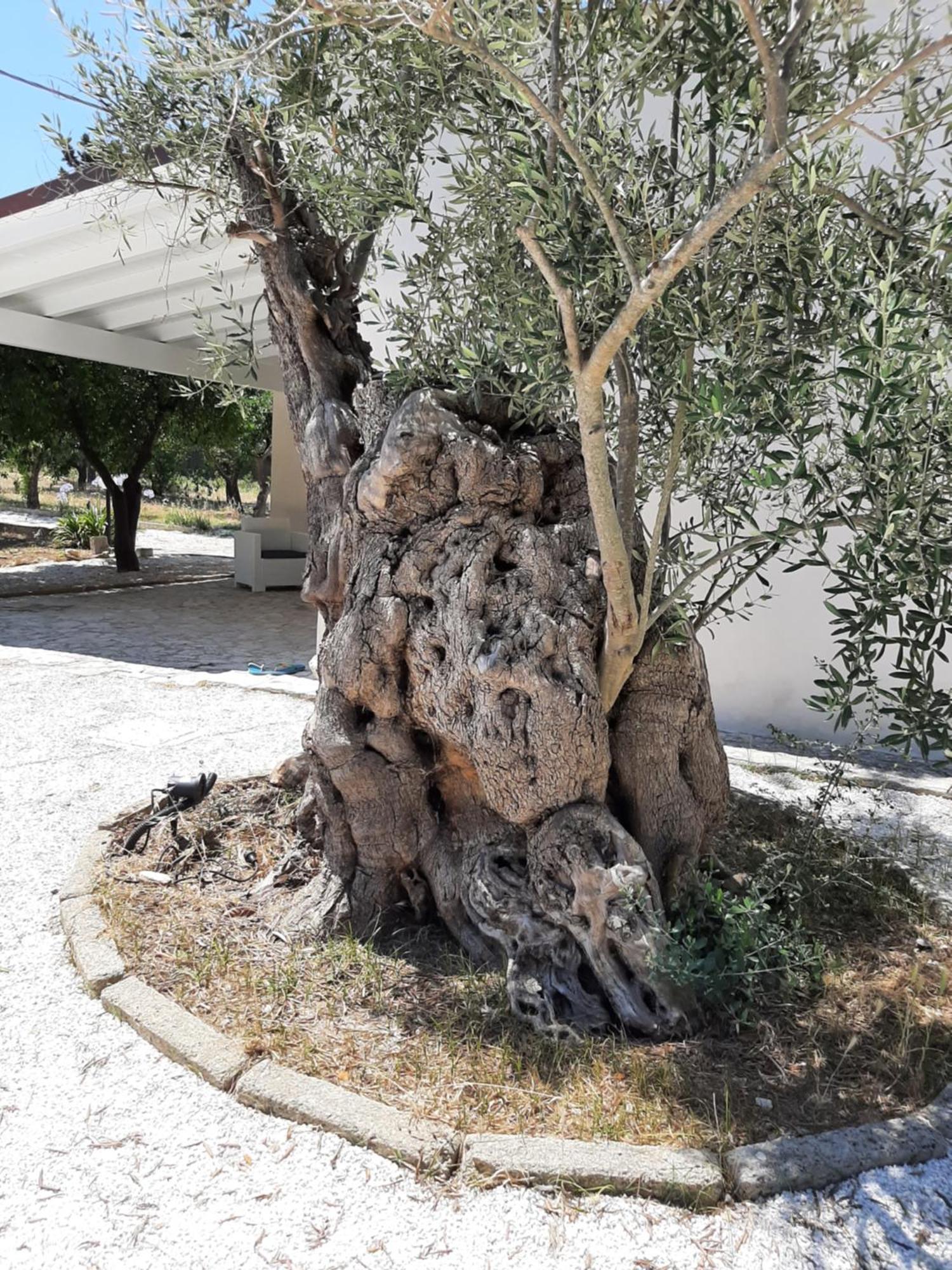Tenuta Pizzi San Pietro Vernotico Exterior foto